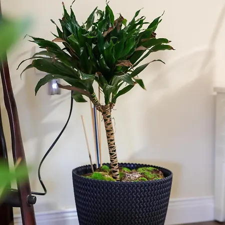 Alara Διαμέρισμα *